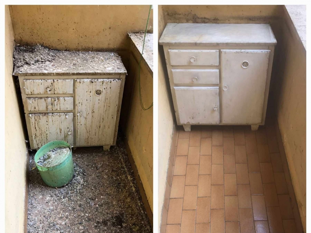 Come Liberarsi dal Guano dei Piccioni: Guida alle Pulizie e alla Disinfezione - Impresa di pulizie Roma